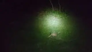 East Texas Sounds In The Night!