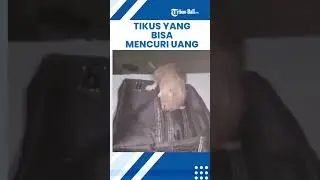 Video Tikus Yang Bisa Membuka Tas dan Mencuri Uang