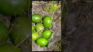 ave que p&otilde;e ovos verdes #animals #tinamidae #birds