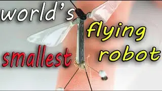 RoboBee | The world&rsquo;s smallest flying robot