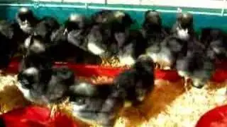 Danny Sam Dom Chicks!!!!!