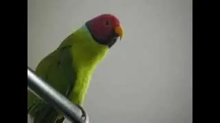 Karlo singt - (Parakeets plum head)
