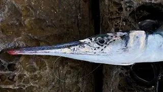 NEEDLEFISH AND FLAT NEEDLEFISH