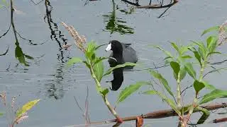 Focha com&uacute;n - Fulica americana - American Coot