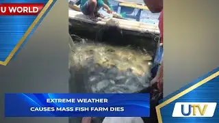 Extreme Weather Causes Mass Fish Farm Dies | U World | UTV