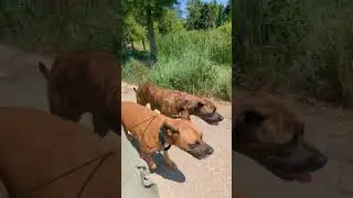 Leash training with Hutch, Harley, and Mikko at the Gathering Place in Tulsa, Oklahoma.