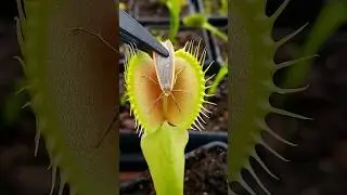 Feeding a moth to a Venus Flytrap #shorts