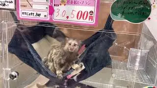 Monkey for Sale in a Japanese Pet Shop