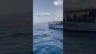 Dolphin & whale watching tour on board the Magic dolphin boat 🚤 #dolphin #fuerteventura #easter