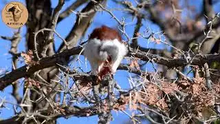 Pygmy Falcon in the Kalahari #kalahari #raptor