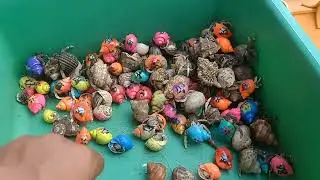 MENCARI DAN MENEMUKAN IKAN SIPUT KOI BESAR/KELOMANG/KUMANG DI HUTAN BAKAU MALAM HARI❗❗❗