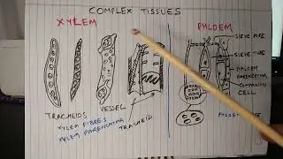 Complex Tissue in Plant #PlantAnatomy