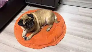 My pug&rsquo;s reaction to cat screaming