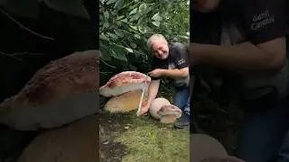 il fungo pi&ugrave; grande #porcini #funghiporcini #fungi #mushroom
