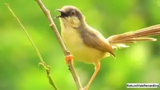 Prinia Socialis