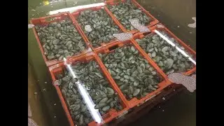 Depuration UV Disinfection of Shellfish