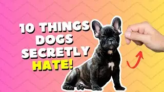 10 Things Dogs Secretly Hate!