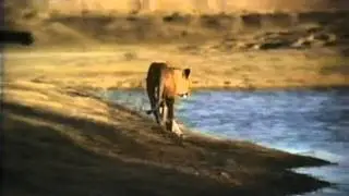 Male Lion Hunts Horses