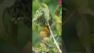 Bird Nest Building | Nature's Master Architects in Action #animal #wildlife# travel#birds #animals