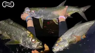 1 2 3 TARPON TRIFECTA   FISHING THE FALL MULLET RUN