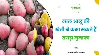 Red nose variety of potato||