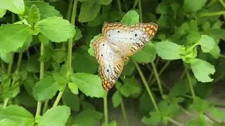 The Butterfly Haven, Tourist Attraction in Pingree, Idaho&nbsp;