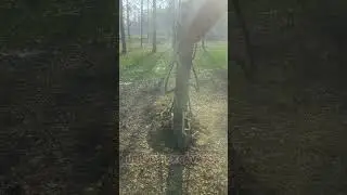 Satisfying Video 🥰 Stump Tree Removal Excavator🌳😱 Ep 14