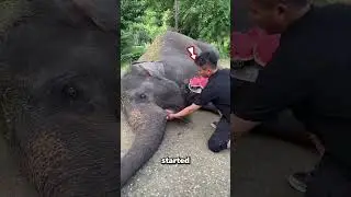 Этот турист накормил голодного слона ❤️