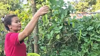 Kitchen Garden at Home..