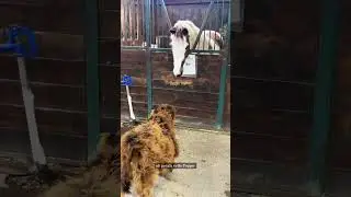 Mini cows explore the barn on their own! #babyanimals #minicows #minicow #highlandcow