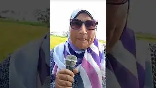 السر في خلط التربة بالسماد المناسب   هتشوف لأول مرة زراعة الأرز البسمتي في غيطان الدقهلية