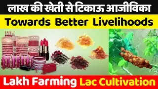 लाख की खेती | लाह खेती | लाख उत्पादन | Lakh ki kheti | Lah Farming | Lac Cultivation | લાખની ખેતી