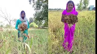 Millets Cultivation A Documentary Film by SEWAK