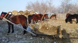 Ауыл тынысы .Сиырлар,қойлар,бұқалар.