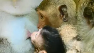 Little Janet steal milk baby Janna, Baby Janna cry when milk was blocked by Janet | Angkor Nature