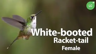 White-booted Racket-tail female #hummingbird #colibr&iacute; #beijaflor #picaflor #Colombia