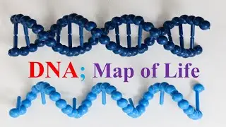 DNA; Map of life