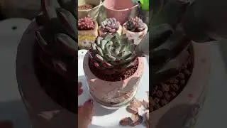Succulent Office Aesthetic That Feels Calm & Productive #succulent #succulentcare #succulenttips