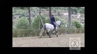 Equitación Peluca Gazul