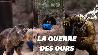 Un chasseur filme deux ourses se battant pour d&eacute;fendre leur ourson