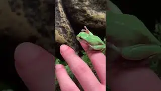 A tiny frog sitting on a finger#frogs #amphibians #cuteanimals #nature