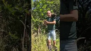Transplanted Oak trees #nativetrees #treeplanting #forest #permaculture #gardening #ideas