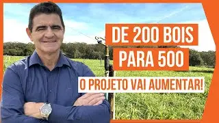 De 200 para 500 BOVINOS DE CORTE - PASTEJO ROTACIONADO ADUBADO e IRRIGADO #parte7