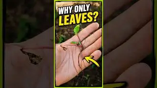 Beets & Radishes Only Growing Leaves Here's Why #shorts #gardening