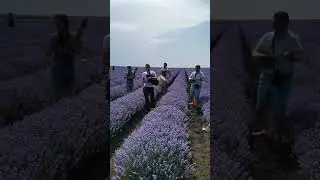 Музика в лавандулата