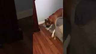 THE SLOBBER SISTERS ARE EXCITED TO GET NEW TOYS (FUNNY VIDEO)