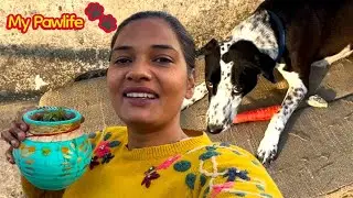 Village, Plants & 4 Dogs | LCP Pawlife