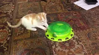 Kitten playing with ball spinner toy