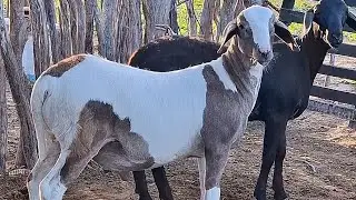 LUCRO QUE OBTIVEMOS NA ENGORDA DE OVINOS DURANTE OS 24 DIAS QUE OS ANIMAIS PASSARAM NO SISTEMA (TIP)