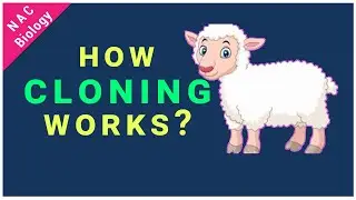 How Cloning Works | Somatic Cell Nuclear Transfer | Cloning of Dolly